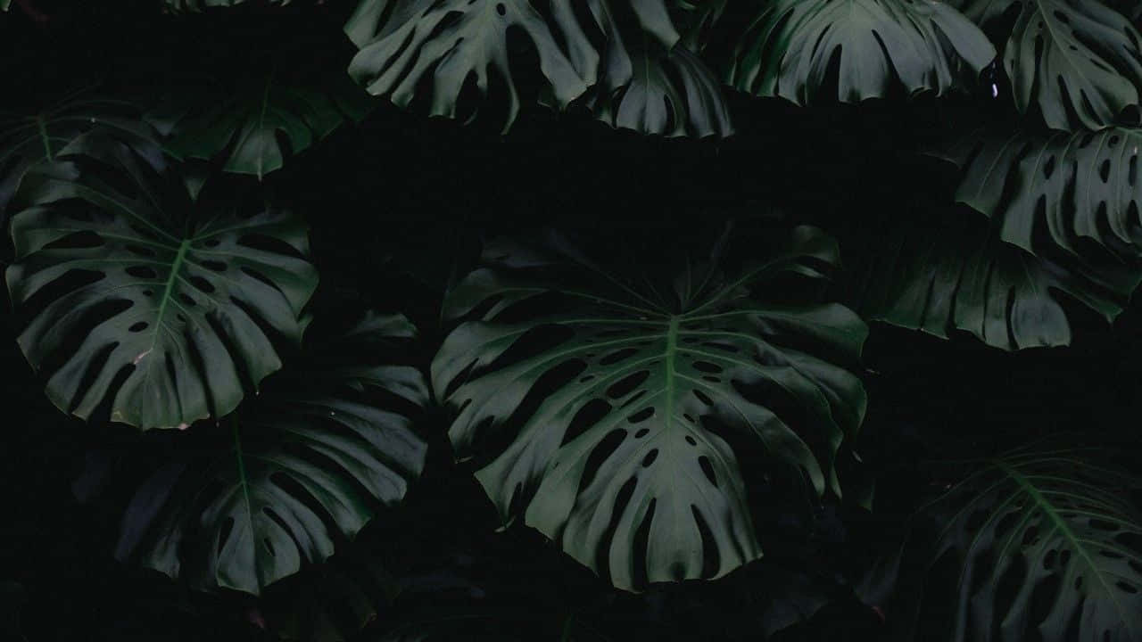 Fondo Estético Verde Oscuro Enigmático Fondos de pantalla