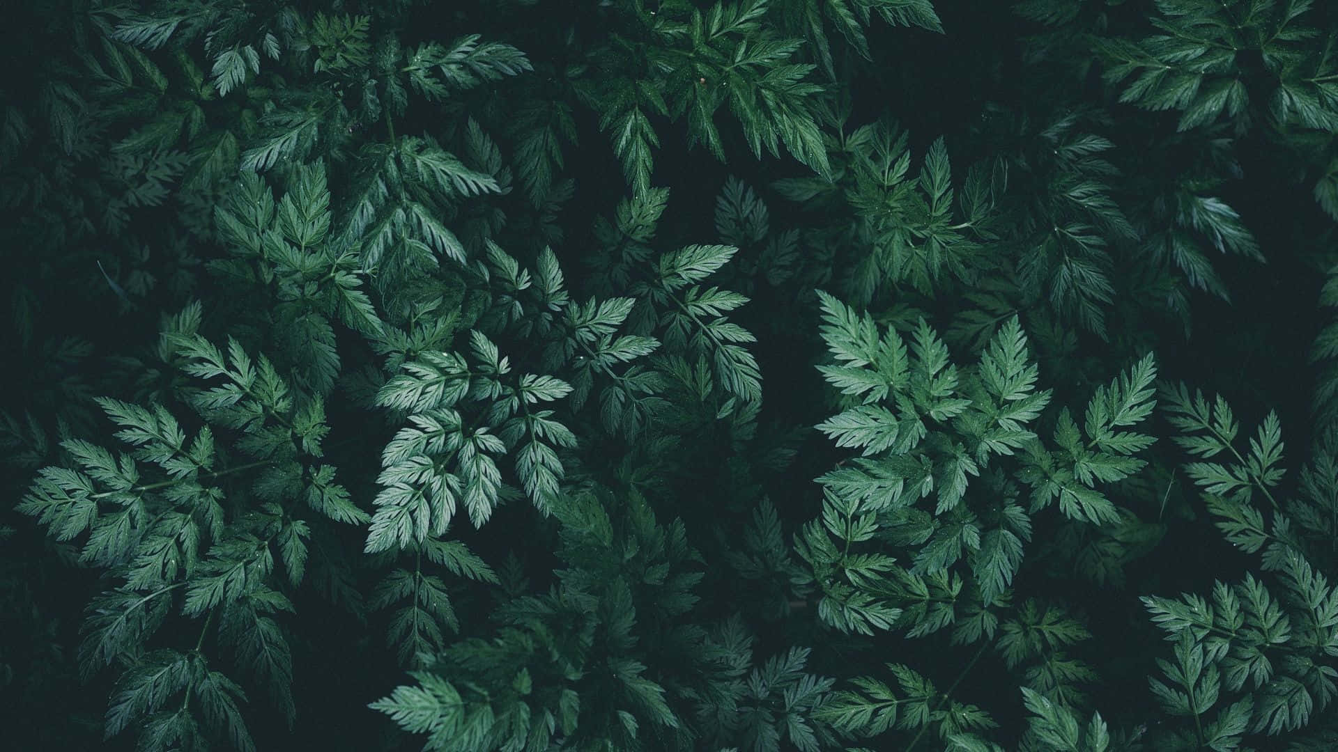 Fondo estético verde oscuro inspirado en la naturaleza Fondos de pantalla