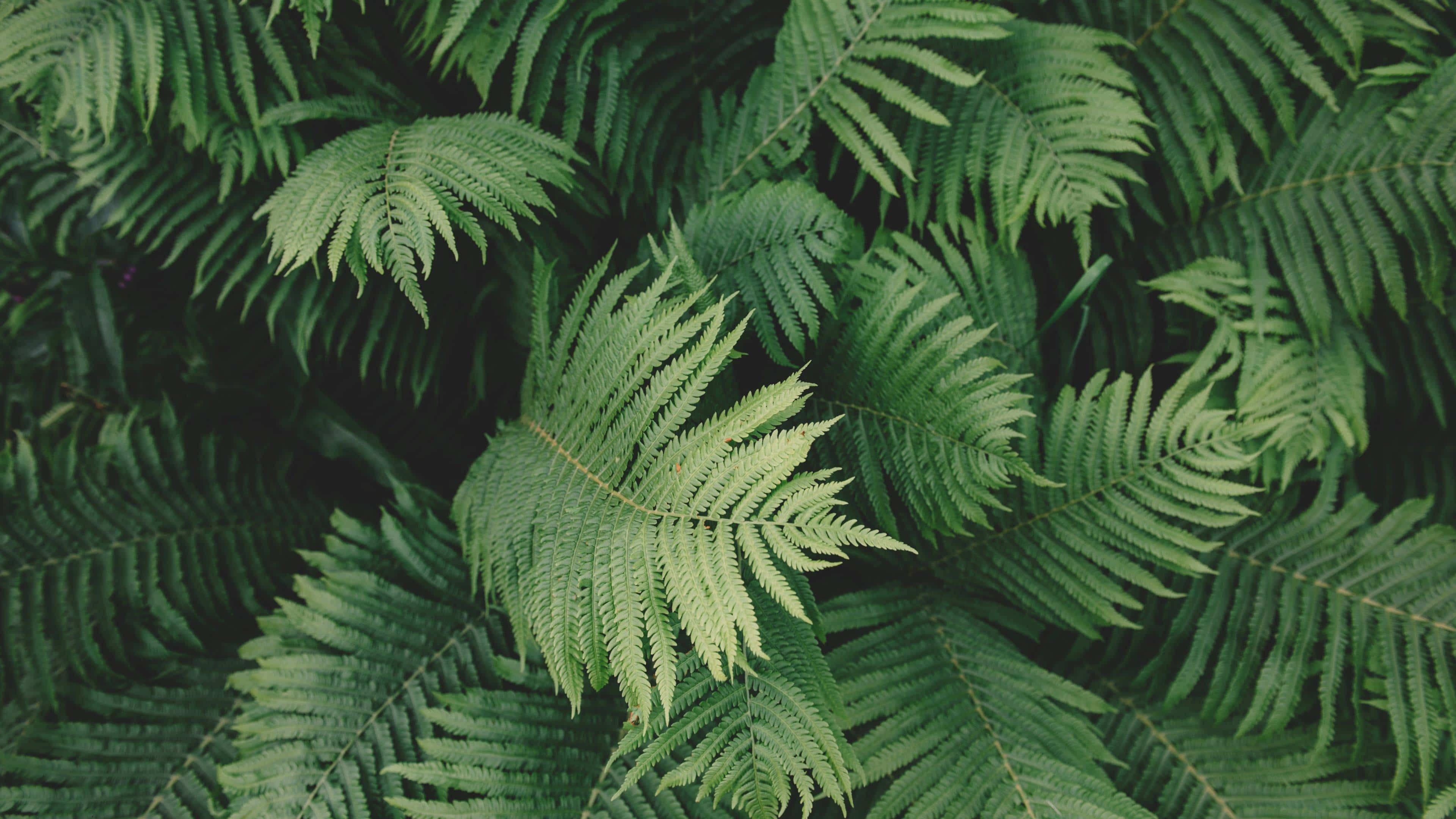 Fondo estético verde salvia Fondos de pantalla
