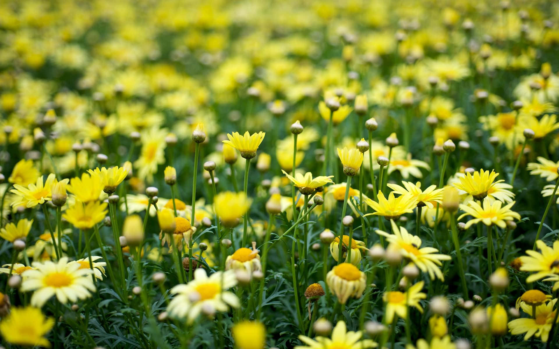 Fondo Floral Estético: Una Sinfonía de Flores y Pétalos Delicados Fondos de pantalla