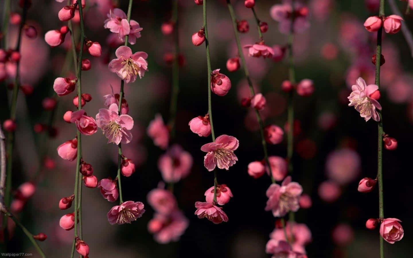 Fondo Floral Oscuro Encantador Fondos de pantalla