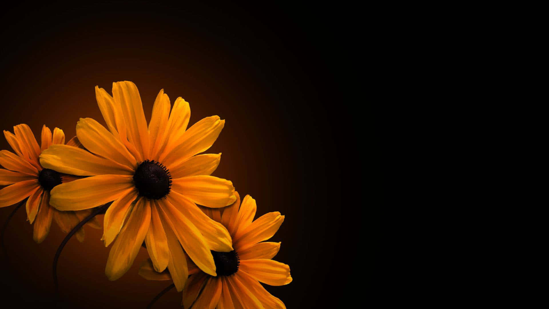 Fondo Floral Oscuro Encantador Fondos de pantalla