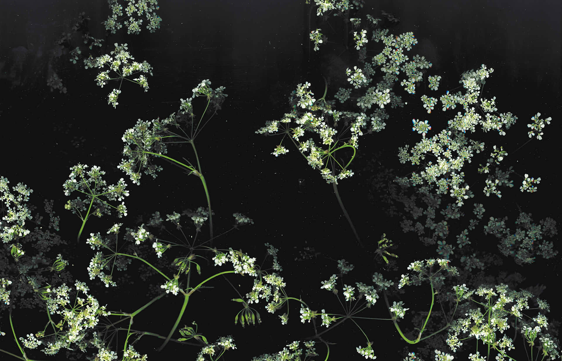 Fondo floral oscuro y elegante Fondos de pantalla