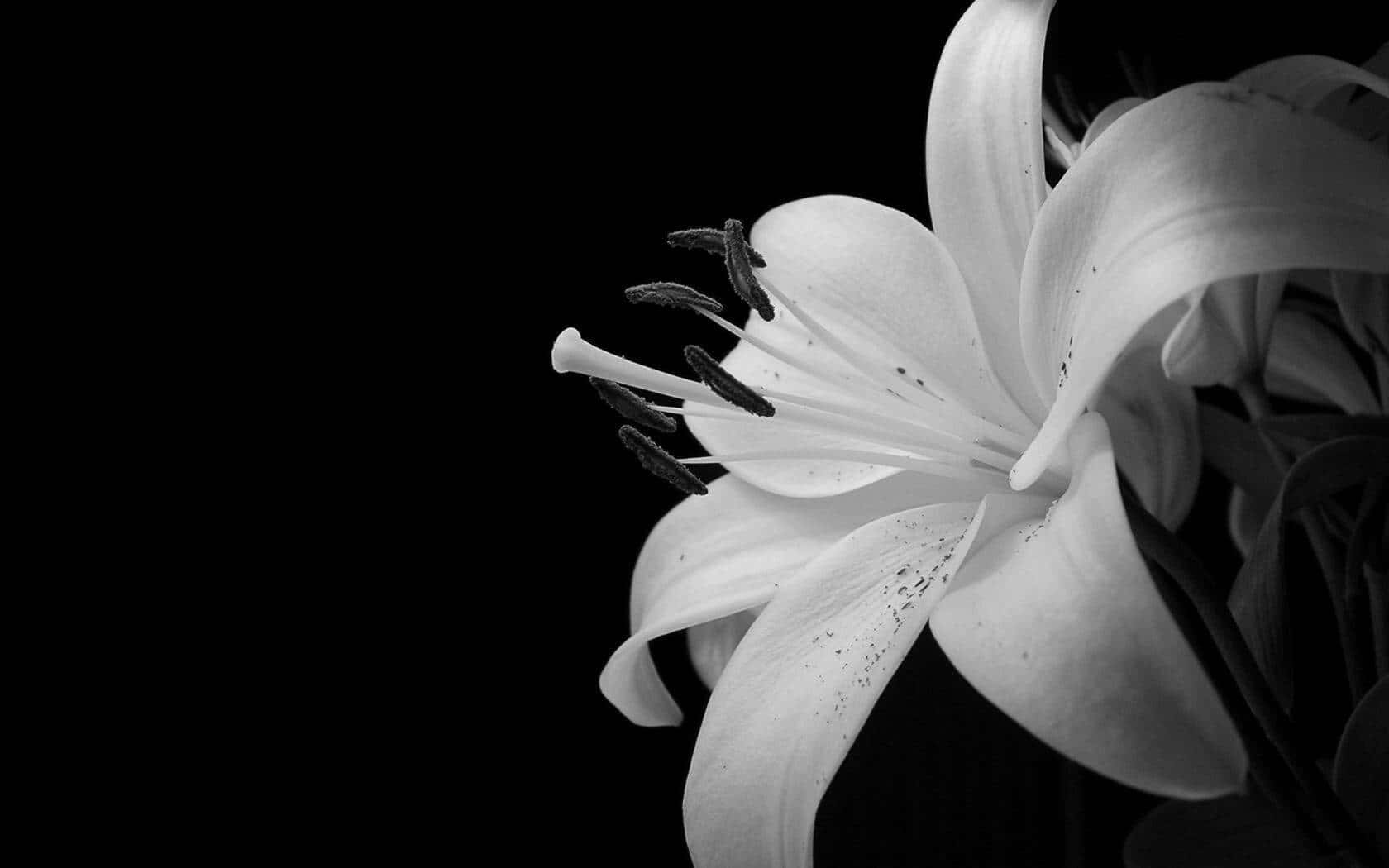 Fondo Floral Oscuro Encantador Fondos de pantalla