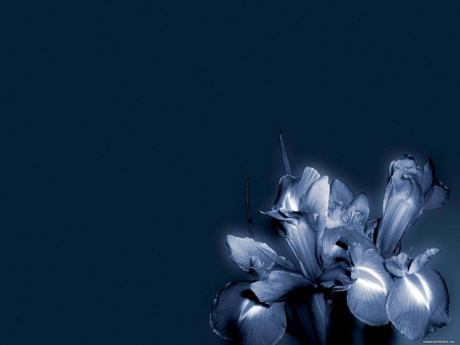 Fondo Floral Oscuro Cautivador Fondos de pantalla