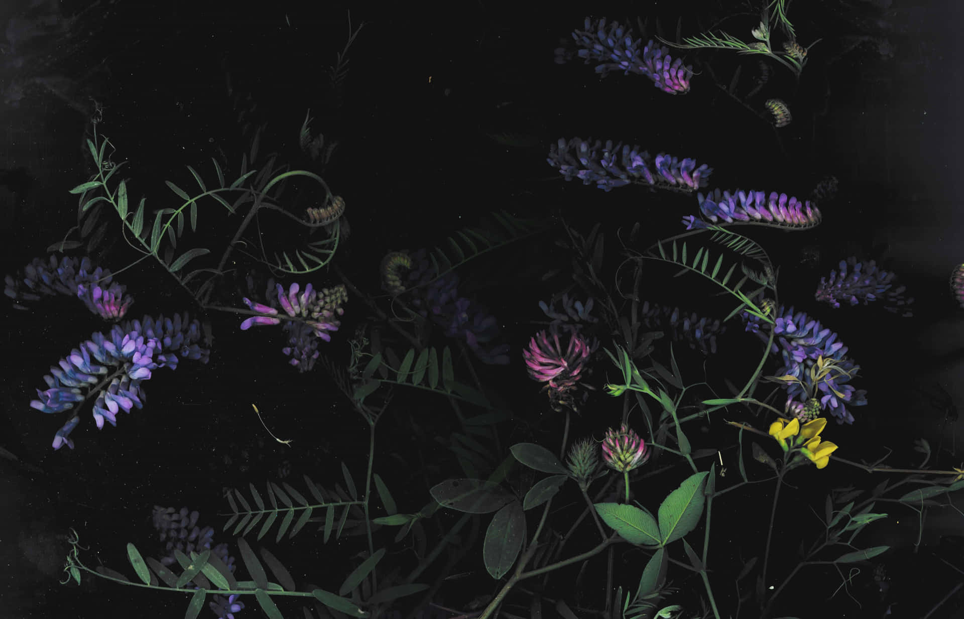 Fondo floral oscuro encantador Fondos de pantalla