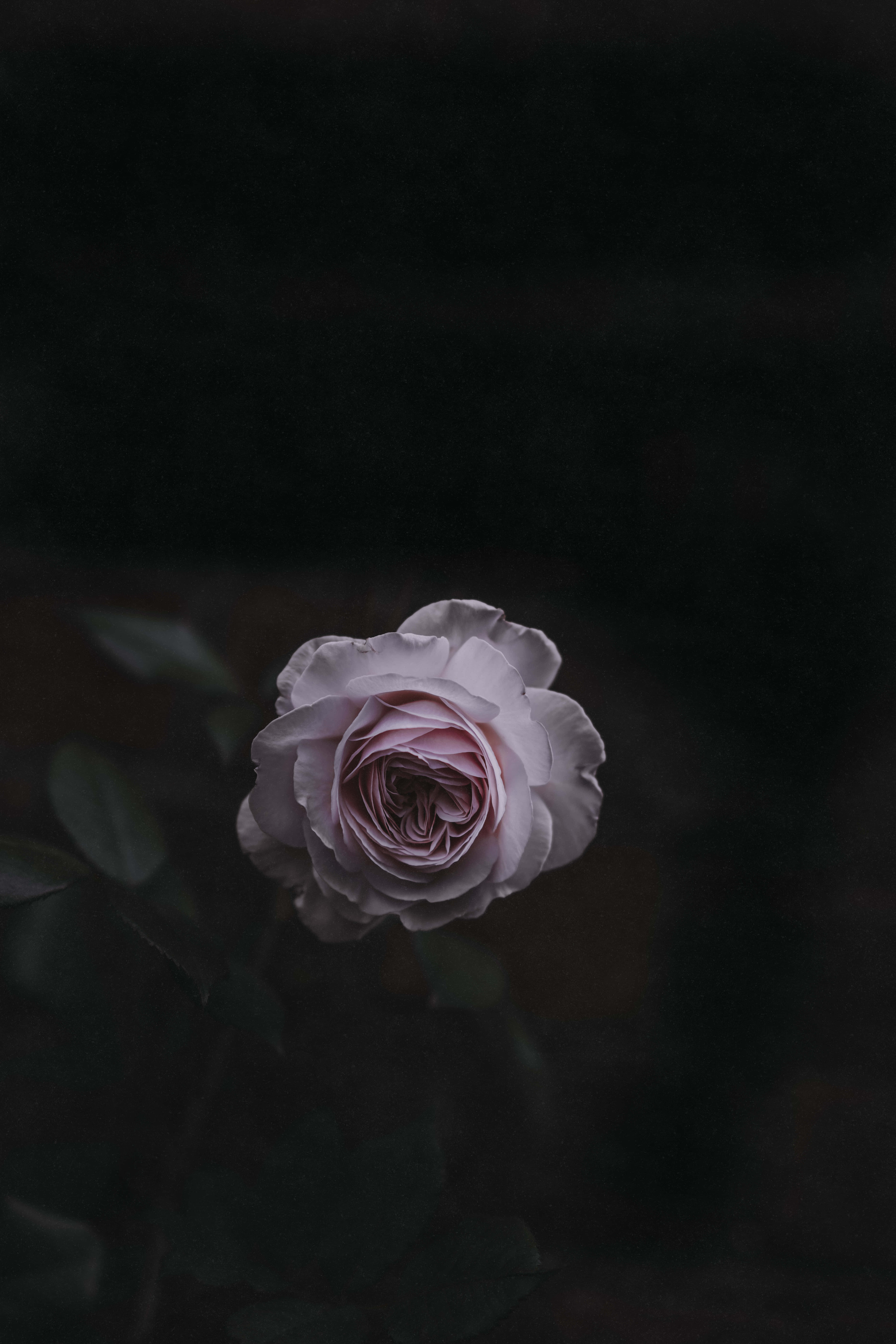 Fondo Floral Oscuro Cautivador Fondos de pantalla