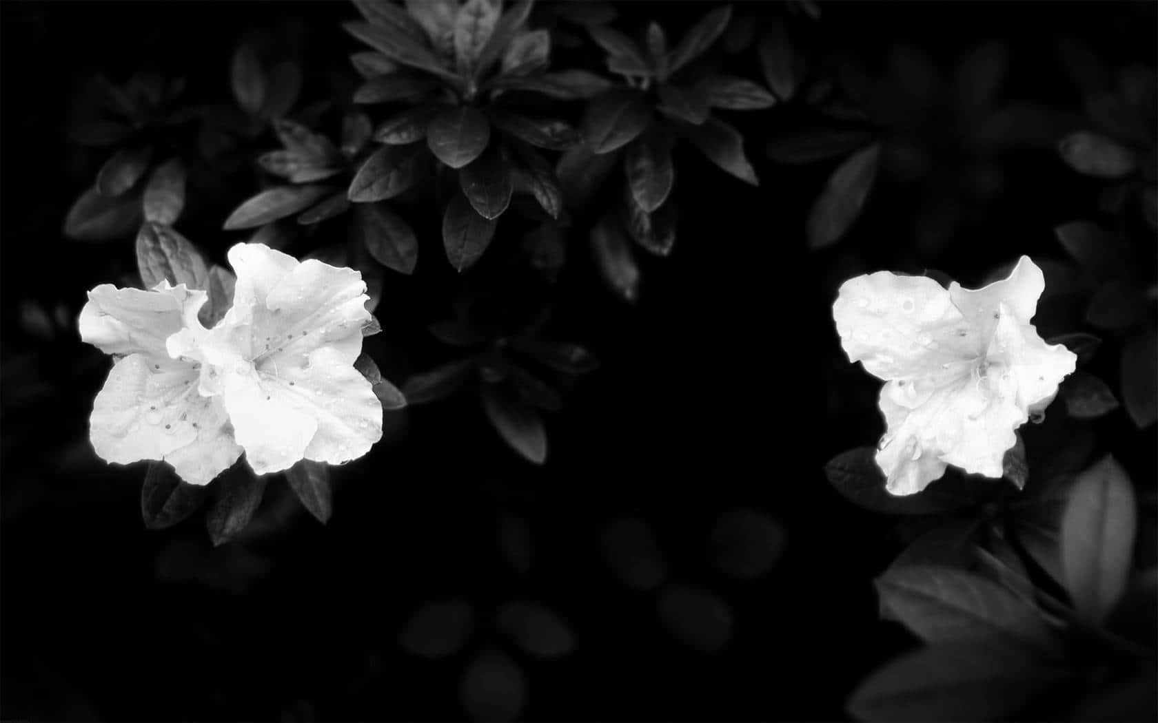 Fondo Floral Oscuro Cautivador Fondos de pantalla