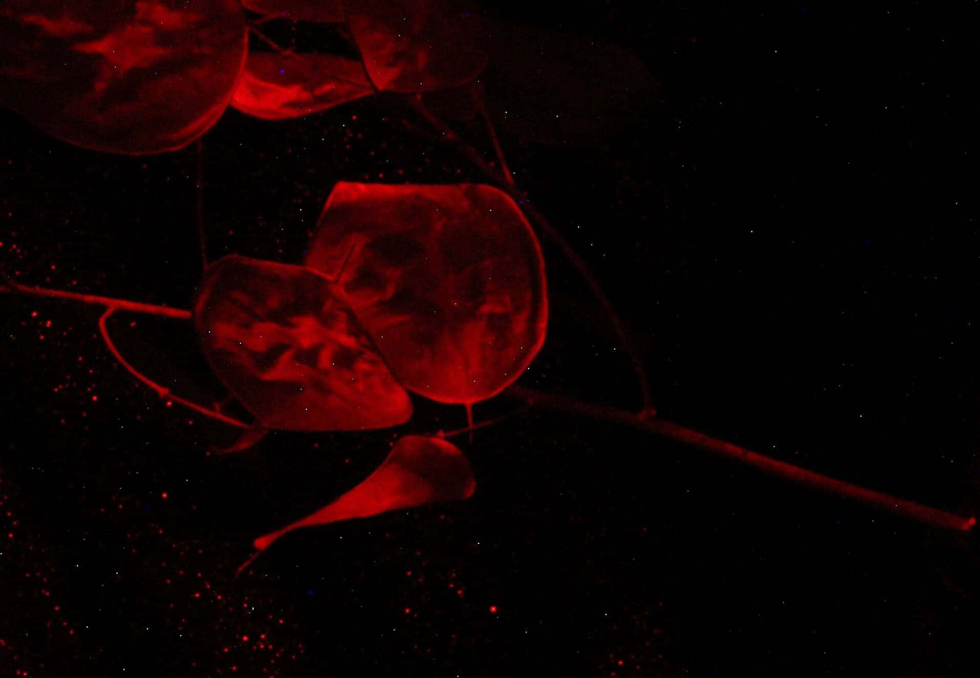 Fondo Floral Oscuro en Floración Misteriosa Fondos de pantalla