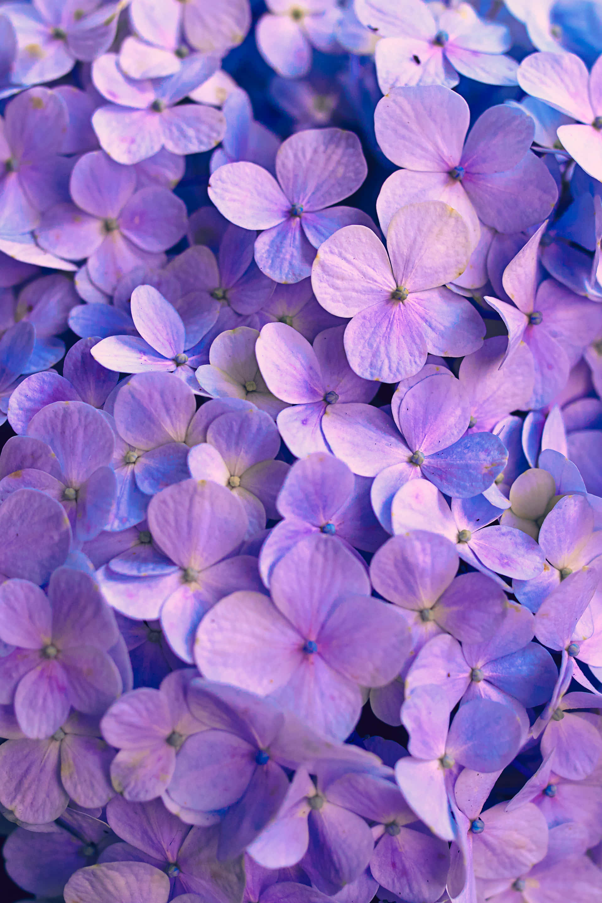 Fondo floral púrpura cautivador Fondos de pantalla
