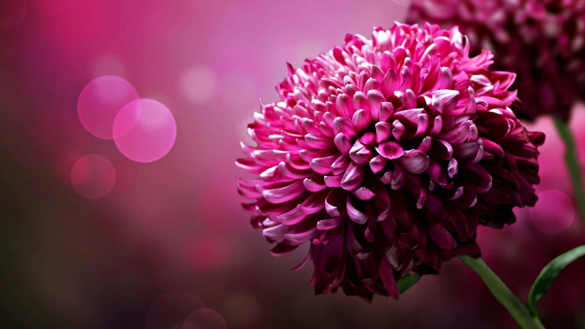 Fondo floral rosa brillante y alegre Fondos de pantalla