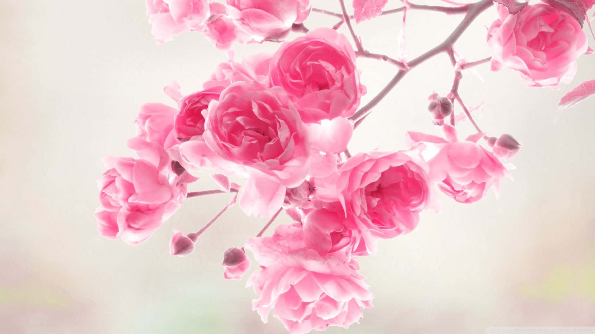 Fondo floral rosa delicado perfecto para cualquier ocasión Fondos de pantalla