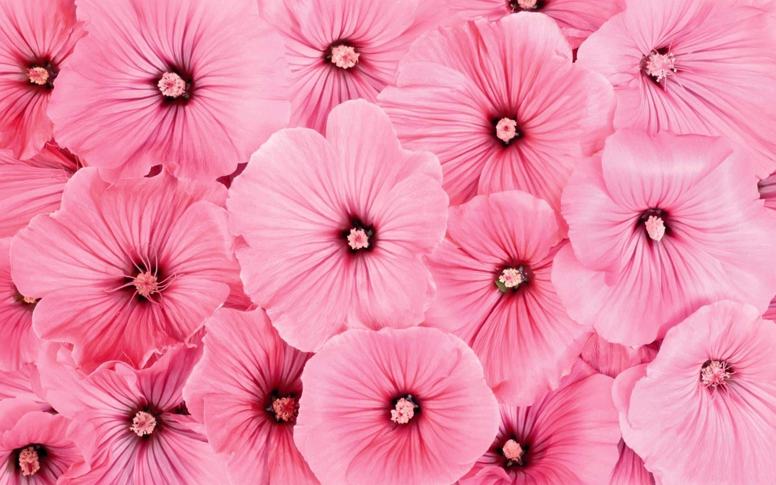 Fondo floral rosa hermoso. Fondos de pantalla