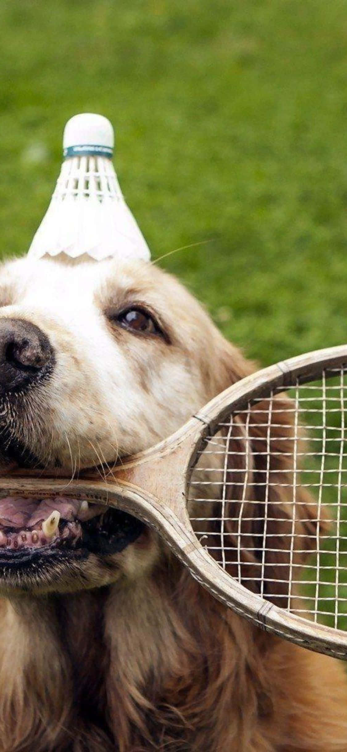 Fondo iPhone Xs Bádminton Fondos de pantalla