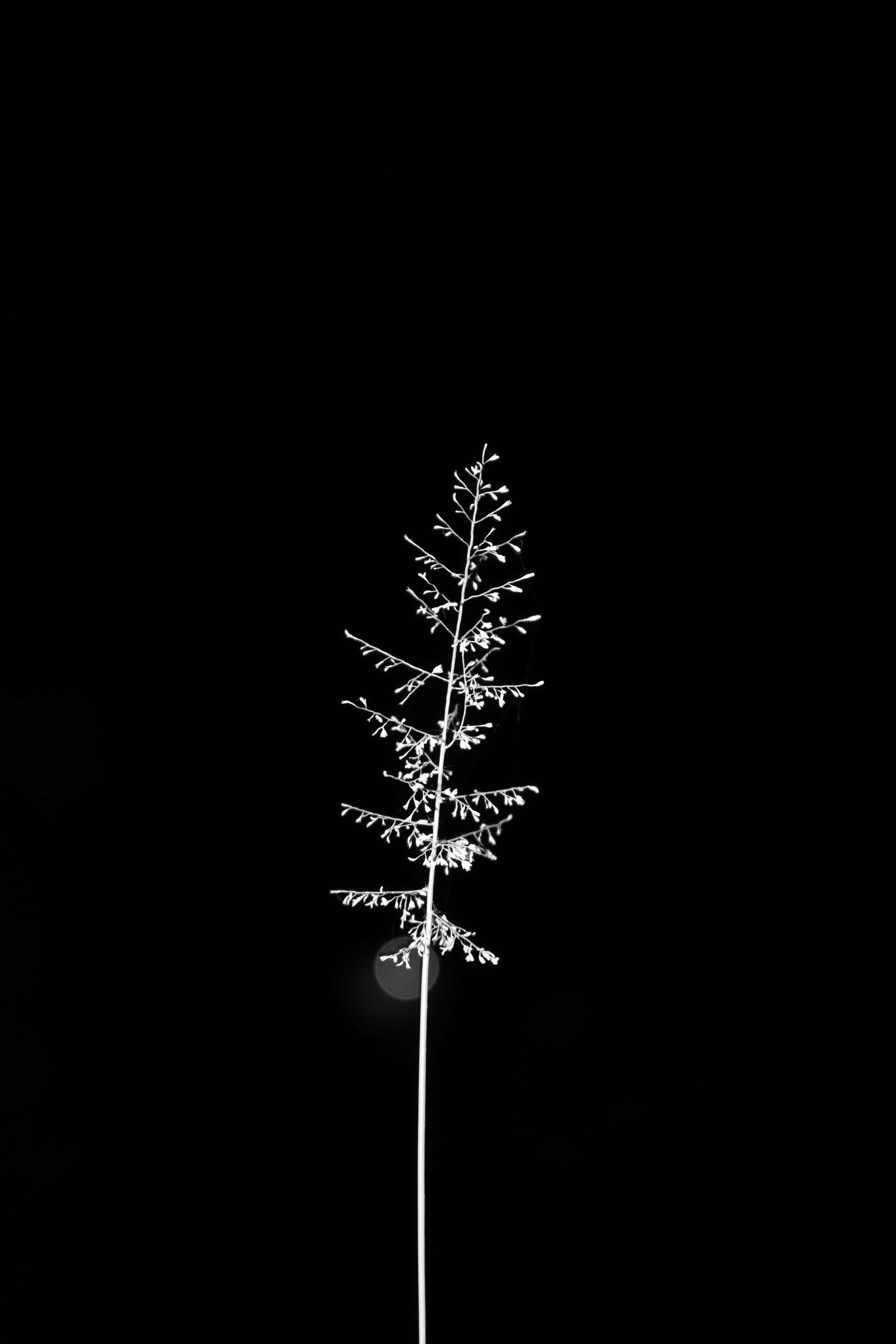 Fondo minimalista de álamo temblón Fondos de pantalla