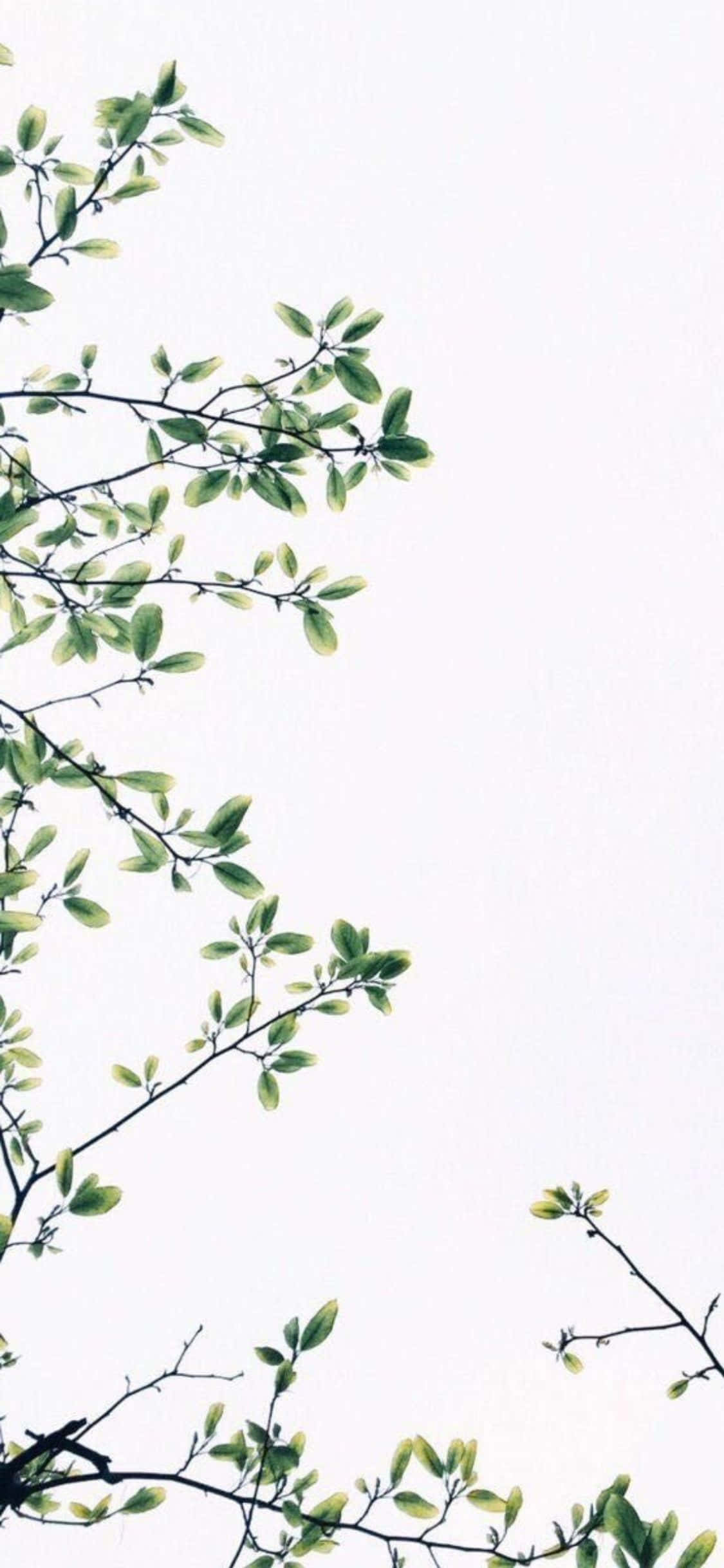 Fondo minimalista de hojas y cielo blanco para iPhone X Fondos de pantalla