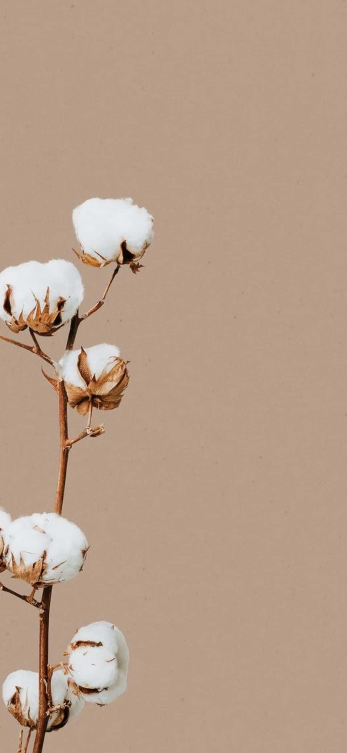 Fondo minimalista de iPhone X con flores de algodón blancas Fondos de pantalla