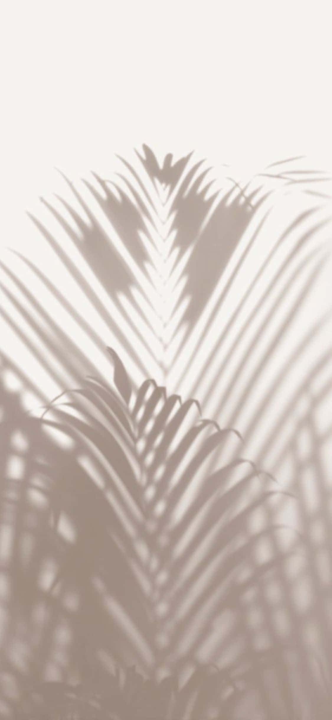 Fondo minimalista de sombra de hojas de palma para iPhone X Fondos de pantalla