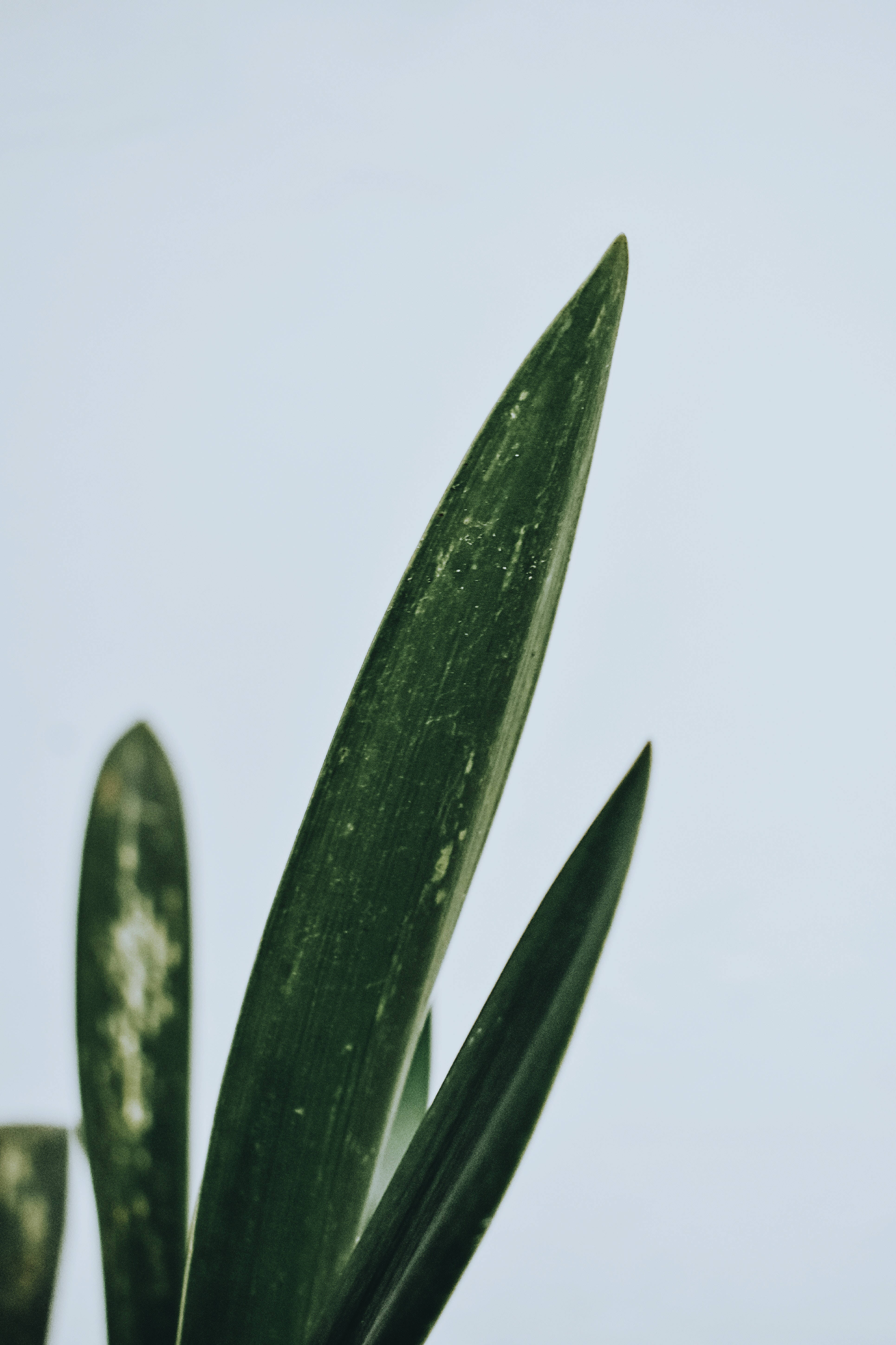 Fondo Minimalista Verde Fondos de pantalla