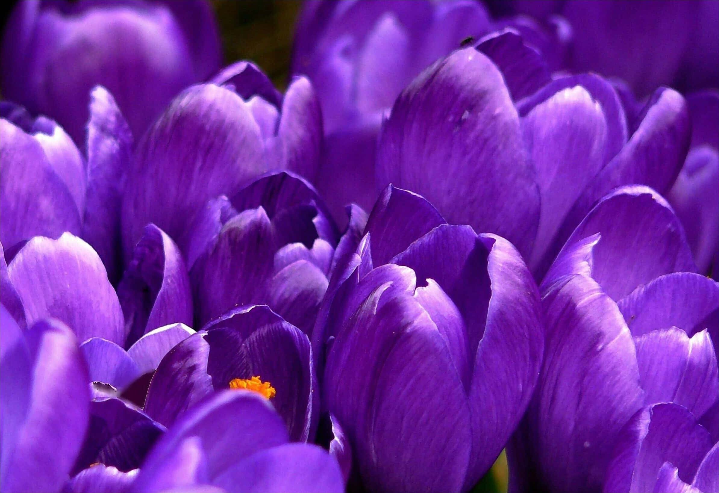 Fondo morado Fondos de pantalla
