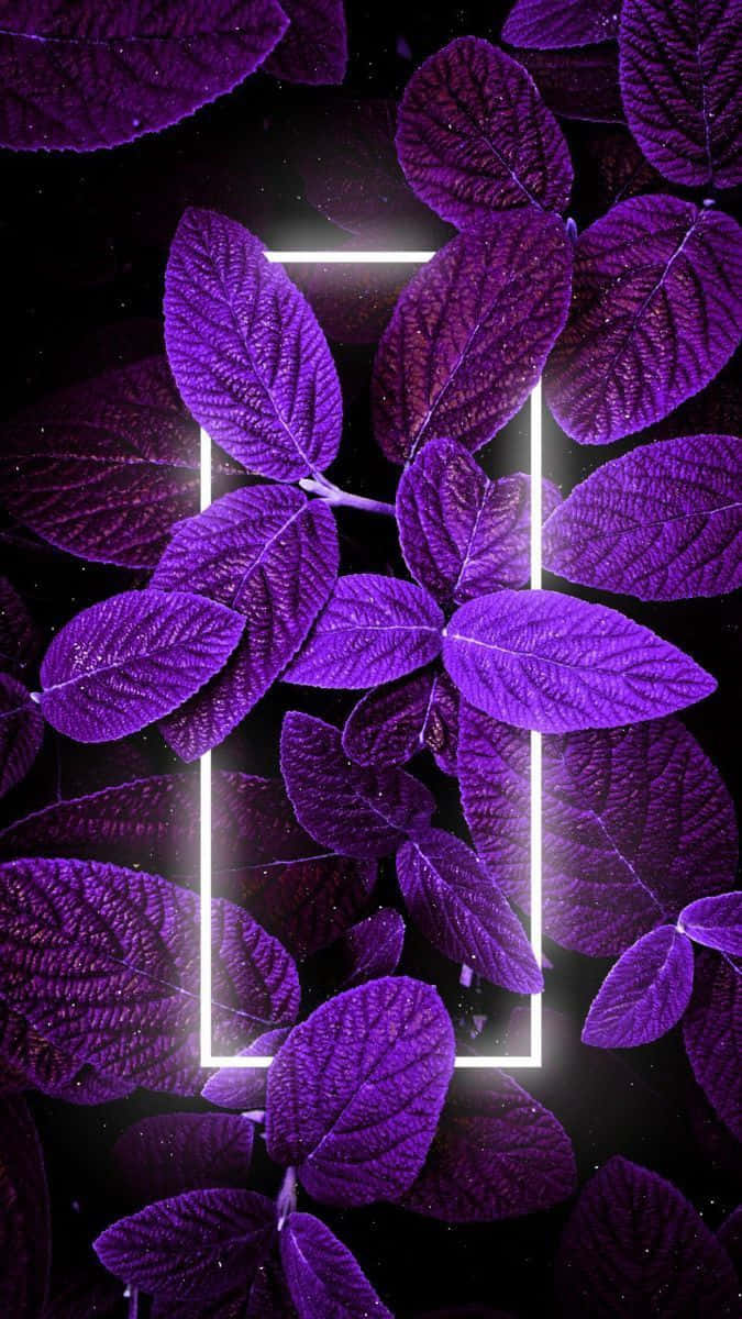 Fondo morado estético con borde blanco neón y hojas Fondos de pantalla