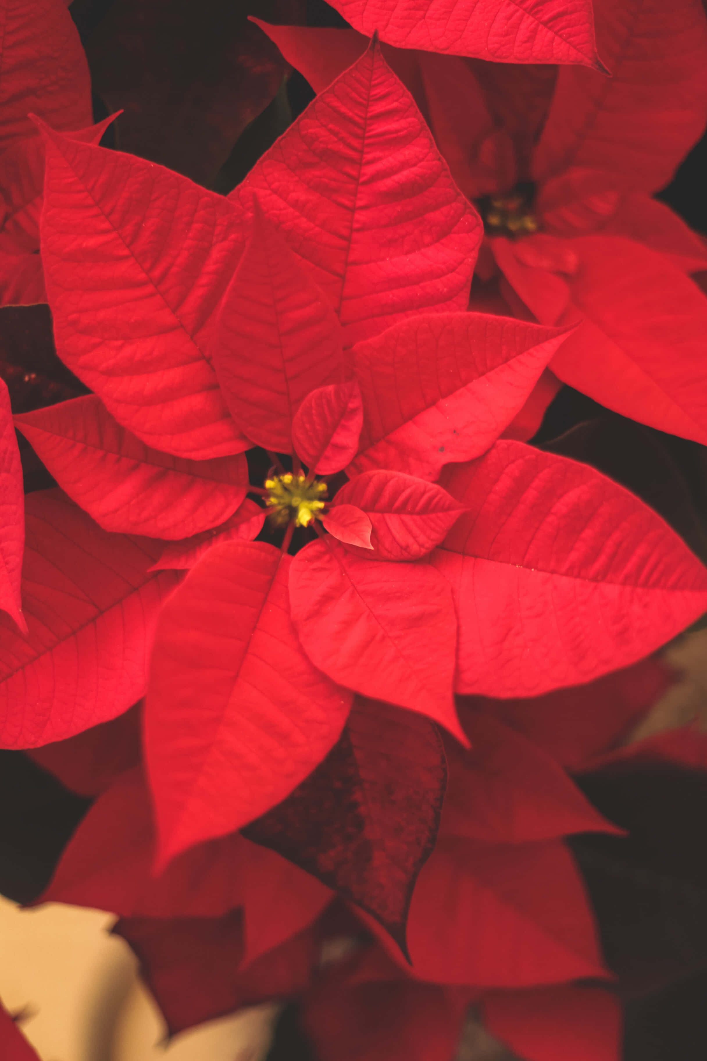 Fondo navideño con adornos de flores de Nochebuena rojas Fondos de pantalla