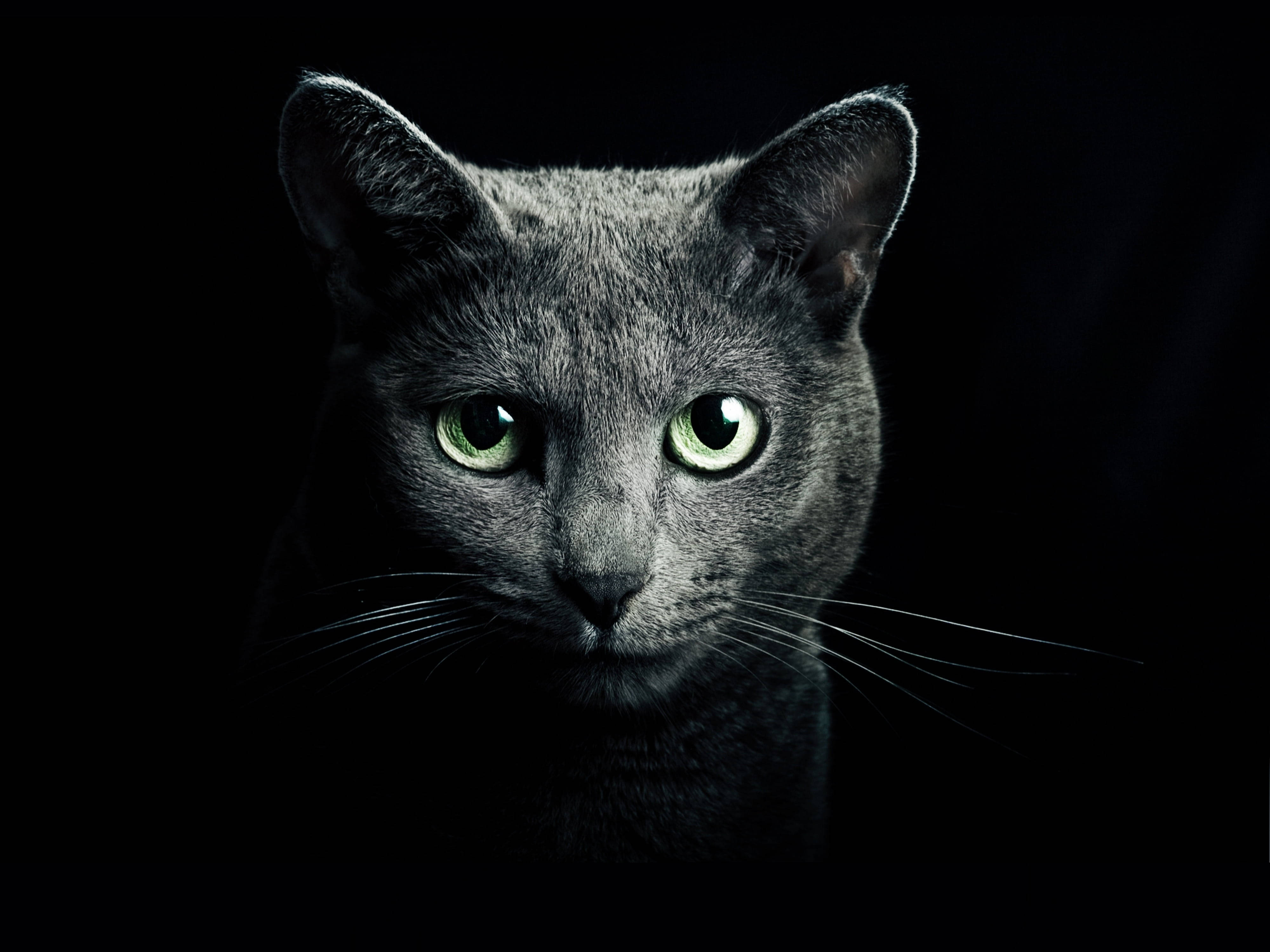 Fondo negro con gato Azul Ruso Fondos de pantalla