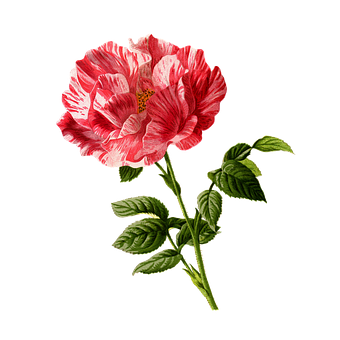 Fondo Negro con Rosas Rojas y Blancas Rayadas Fondos de pantalla