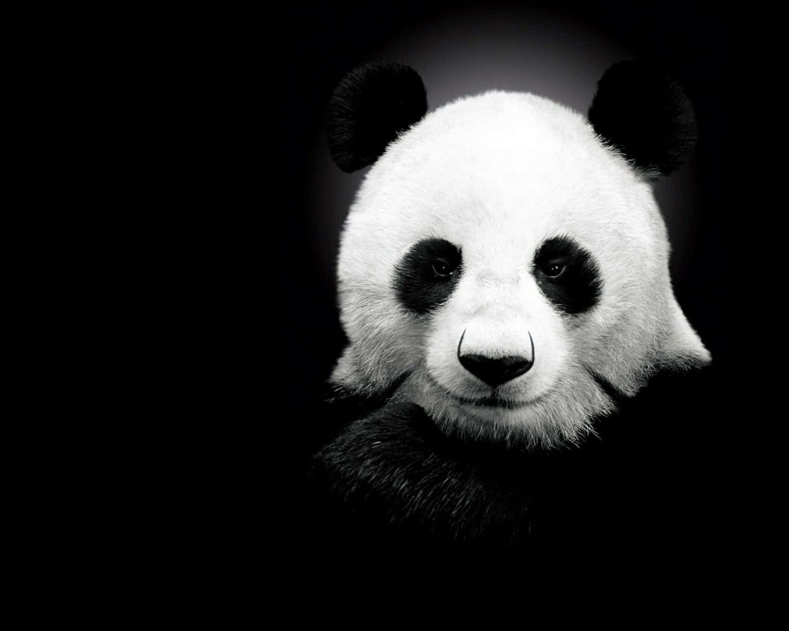 Fondo Negro Lindo Fondos de pantalla