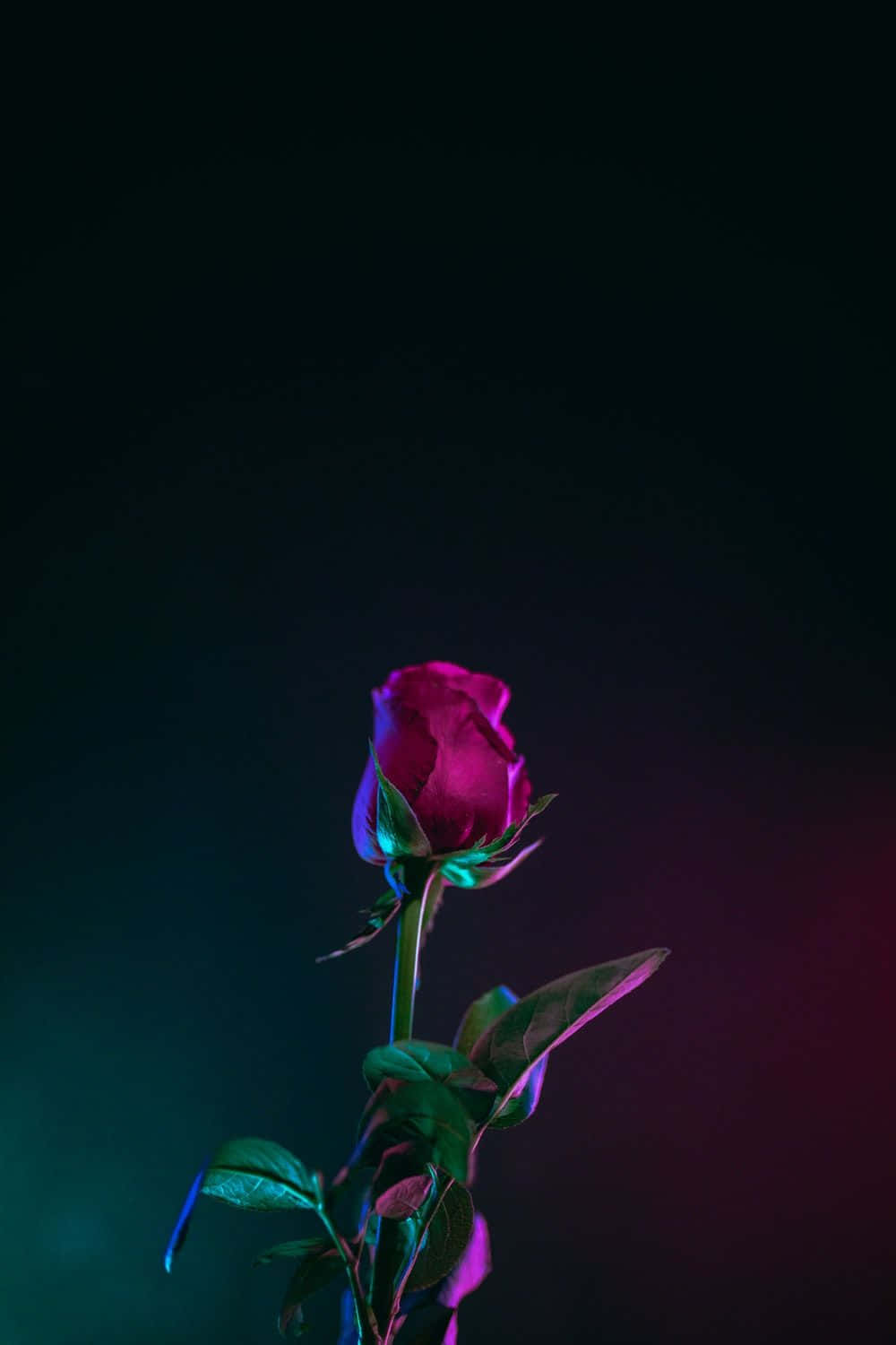 Fondo OLED de capullo de rosa roja para iPhone XS Fondos de pantalla