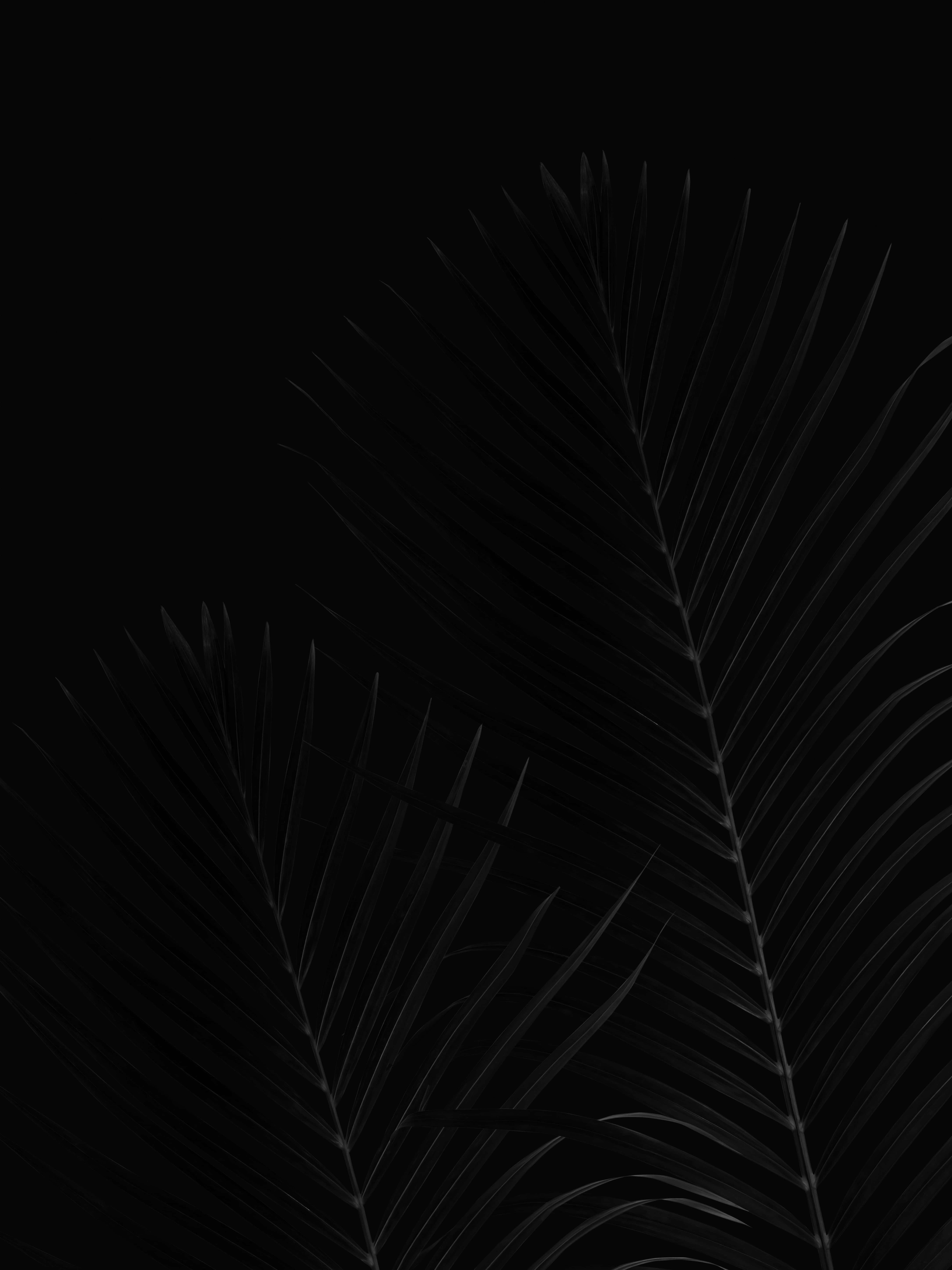 Fondo OLED de Hoja de Coco Negra para Pixel 3XL Fondos de pantalla