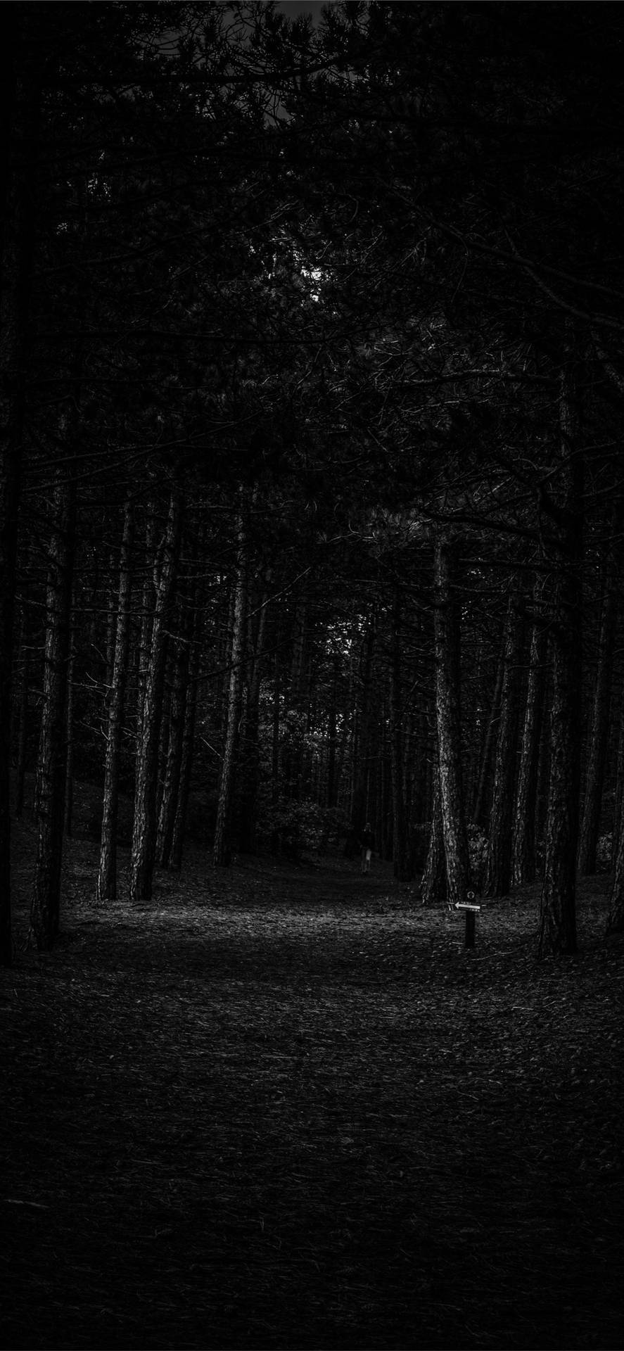 Fondo Oscuro de Bosque Vacío para iPhone Fondos de pantalla