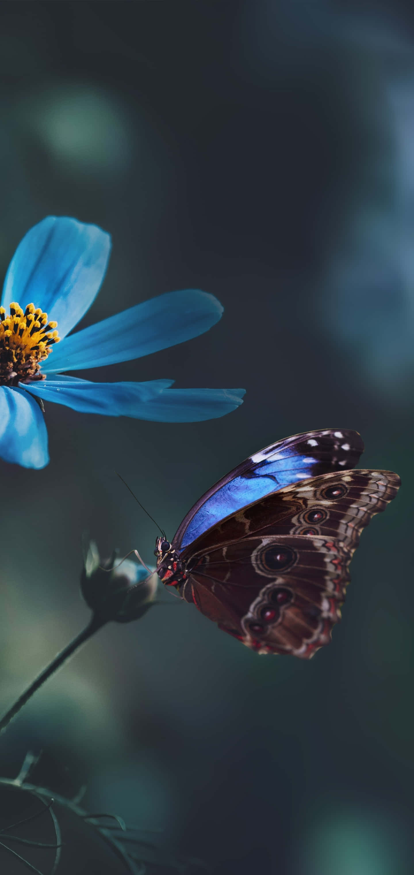 Fondo Oscuro Flores y Mariposas Fondos de pantalla