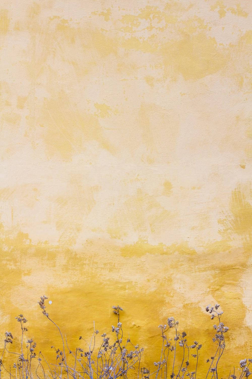 Fondo pastel amarillo adorable con flores secas Fondos de pantalla