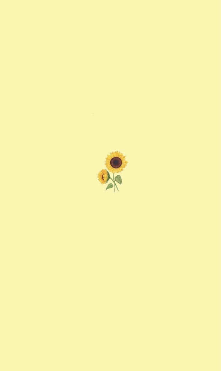 Fondo Pastel Amarillo con Pequeño Girasol Lindo Fondos de pantalla