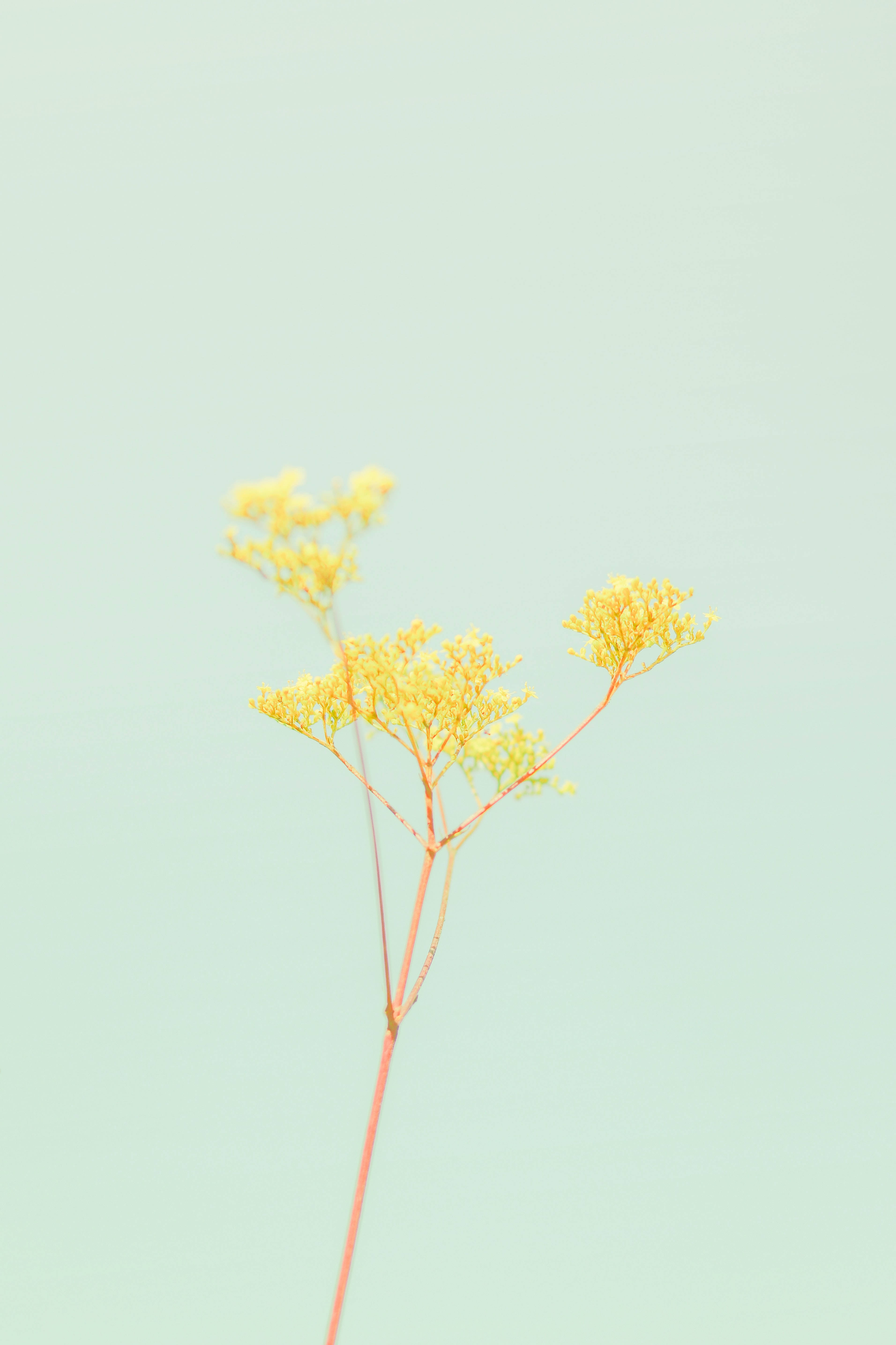 Fondo pastel amarillo y verde con flores para iPhone Fondos de pantalla