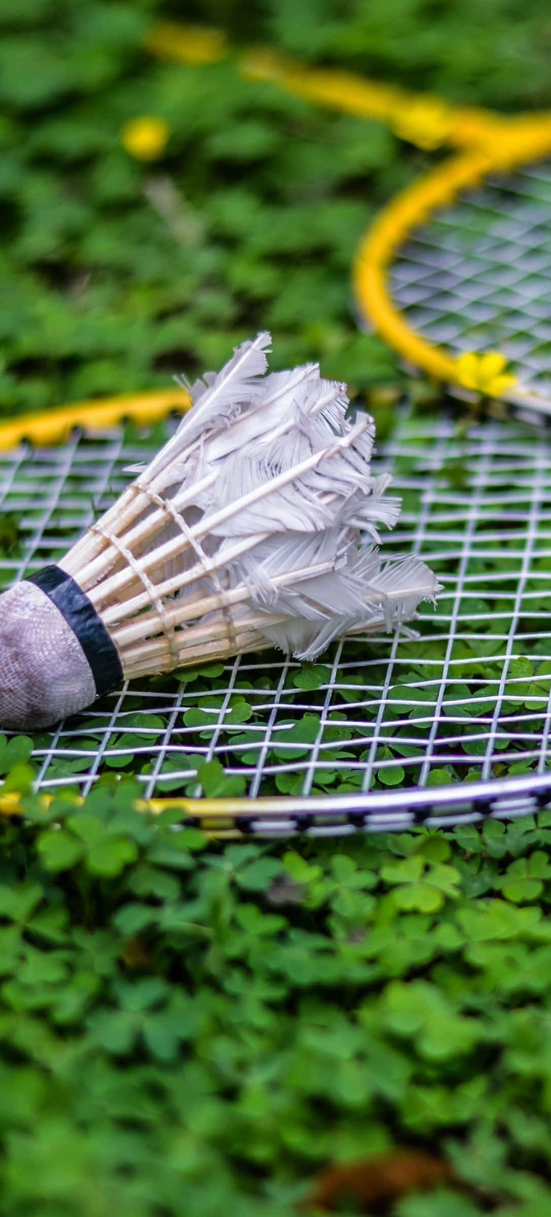 Hojas verdes de plantas con fondo de bádminton para Pixel 3 Fondos de pantalla