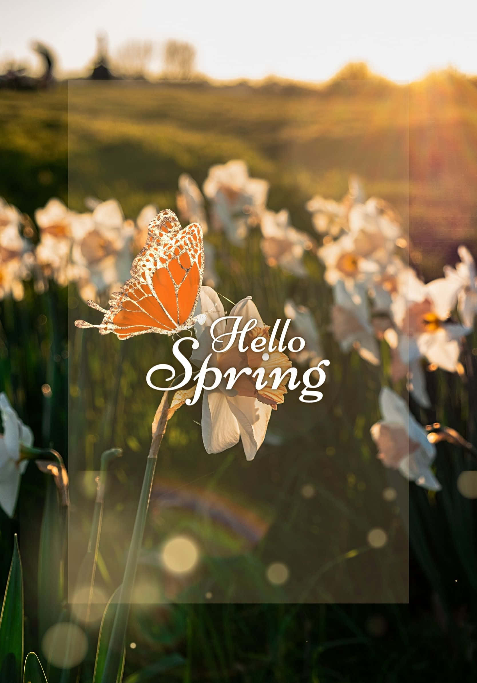 Fondo Primaveral de Flores con Luz Solar Fondos de pantalla
