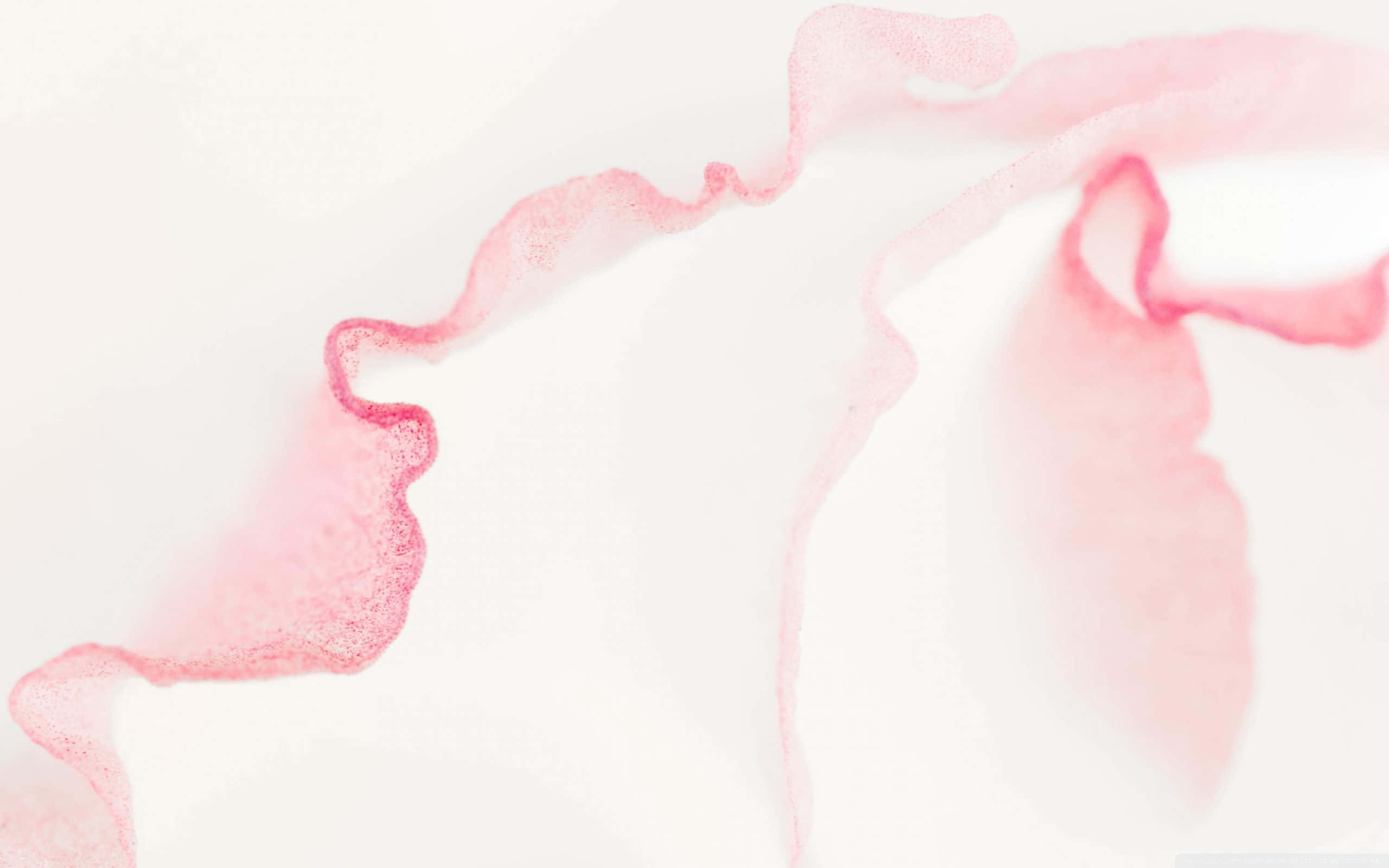 Fondo Rosa Pálido con Líneas Curvas Fondos de pantalla