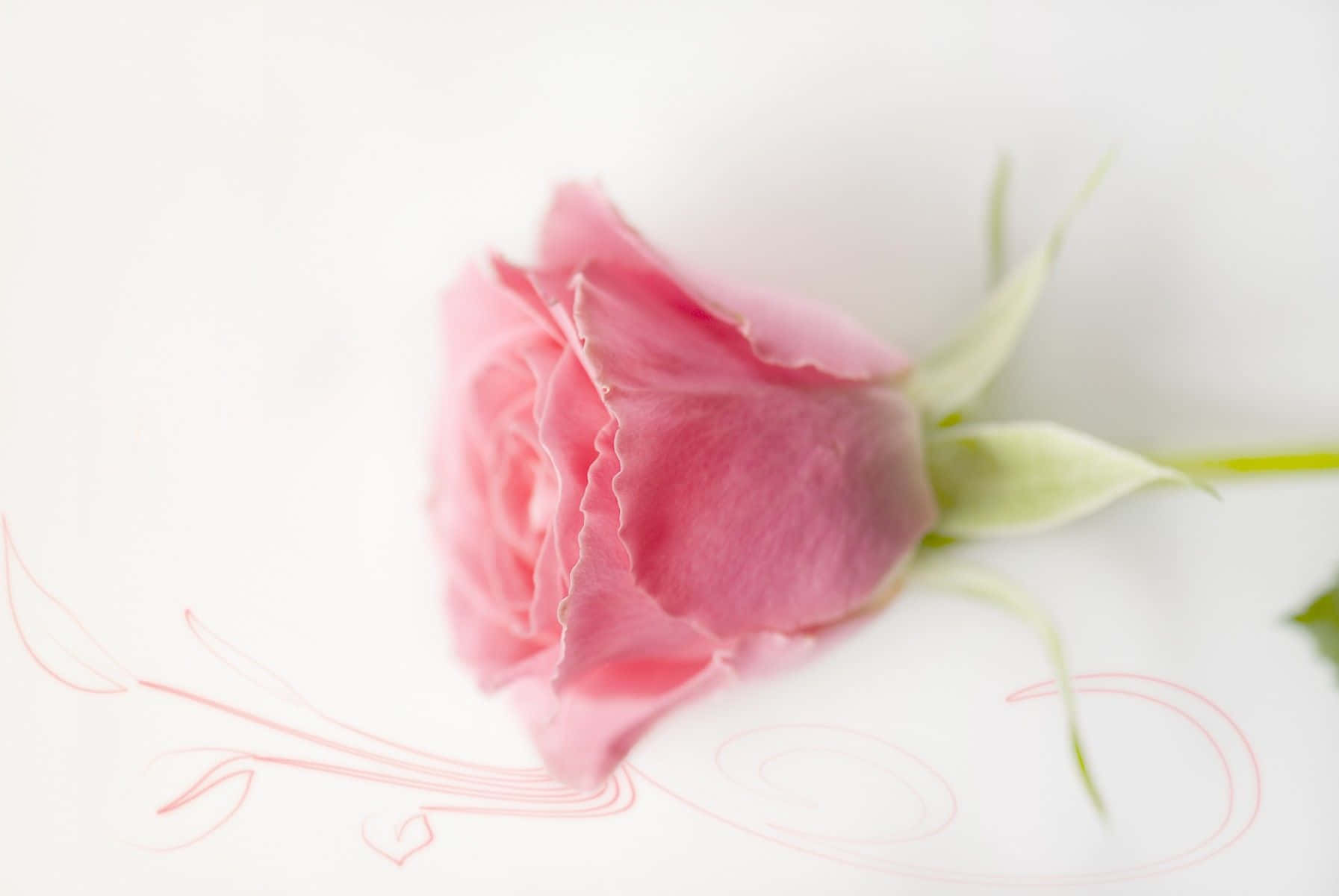 Fondo Rosa Pastel Fondos de pantalla