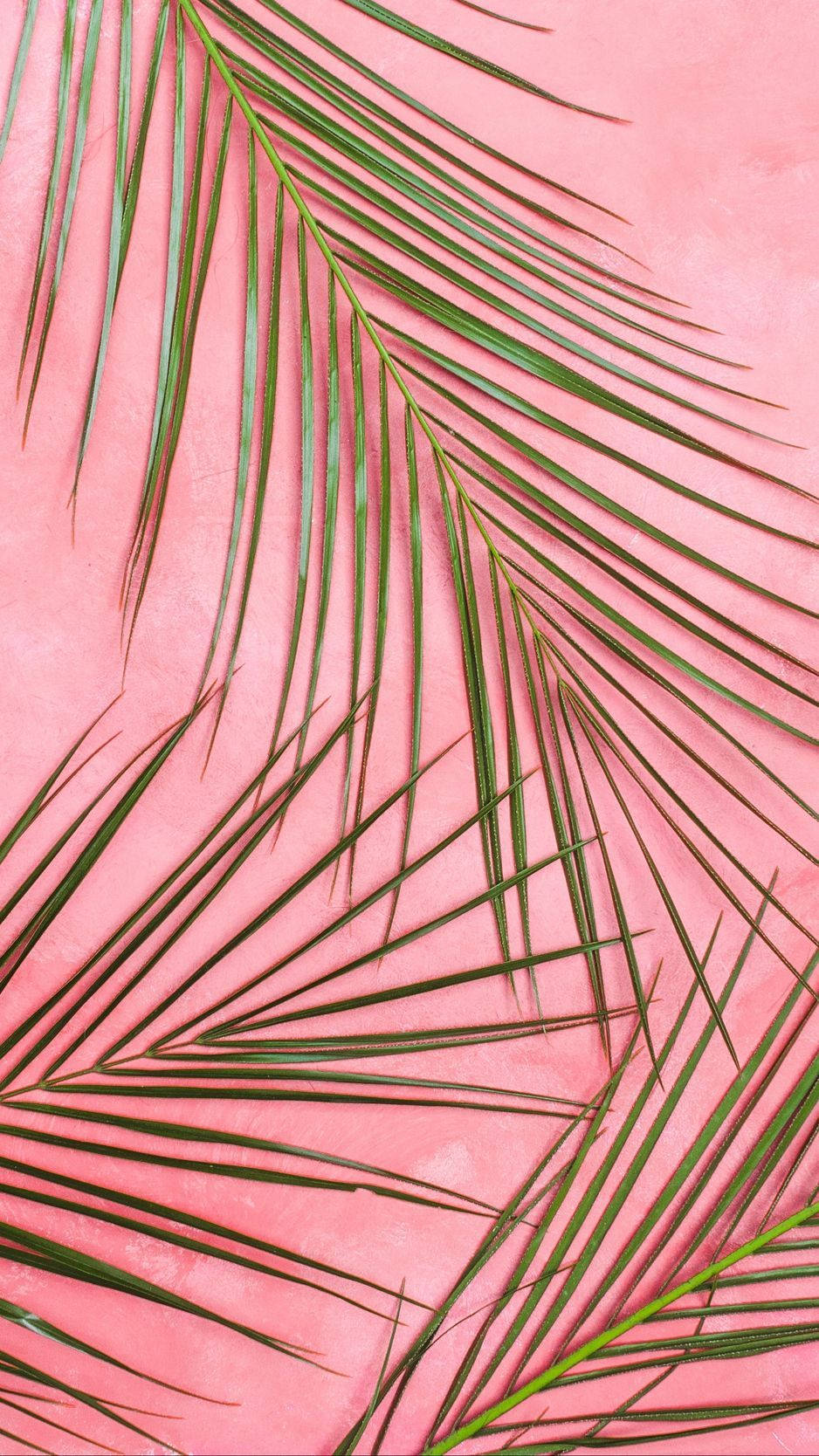 Fondo rosa pastel con hojas verdes para iPhone Fondos de pantalla