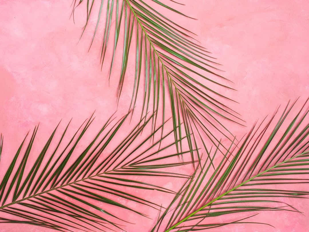 Fondo rosa pastel Fondos de pantalla