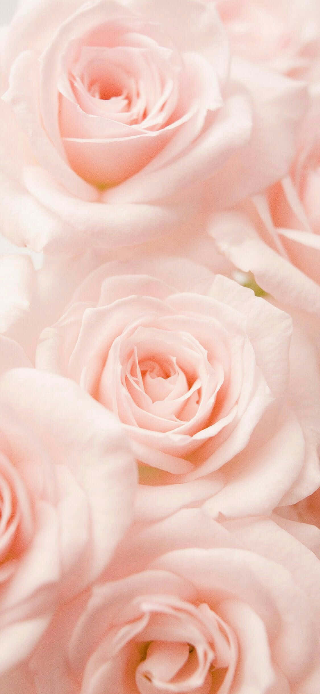 Fondo Rosa Pastel Suave Fondos de pantalla