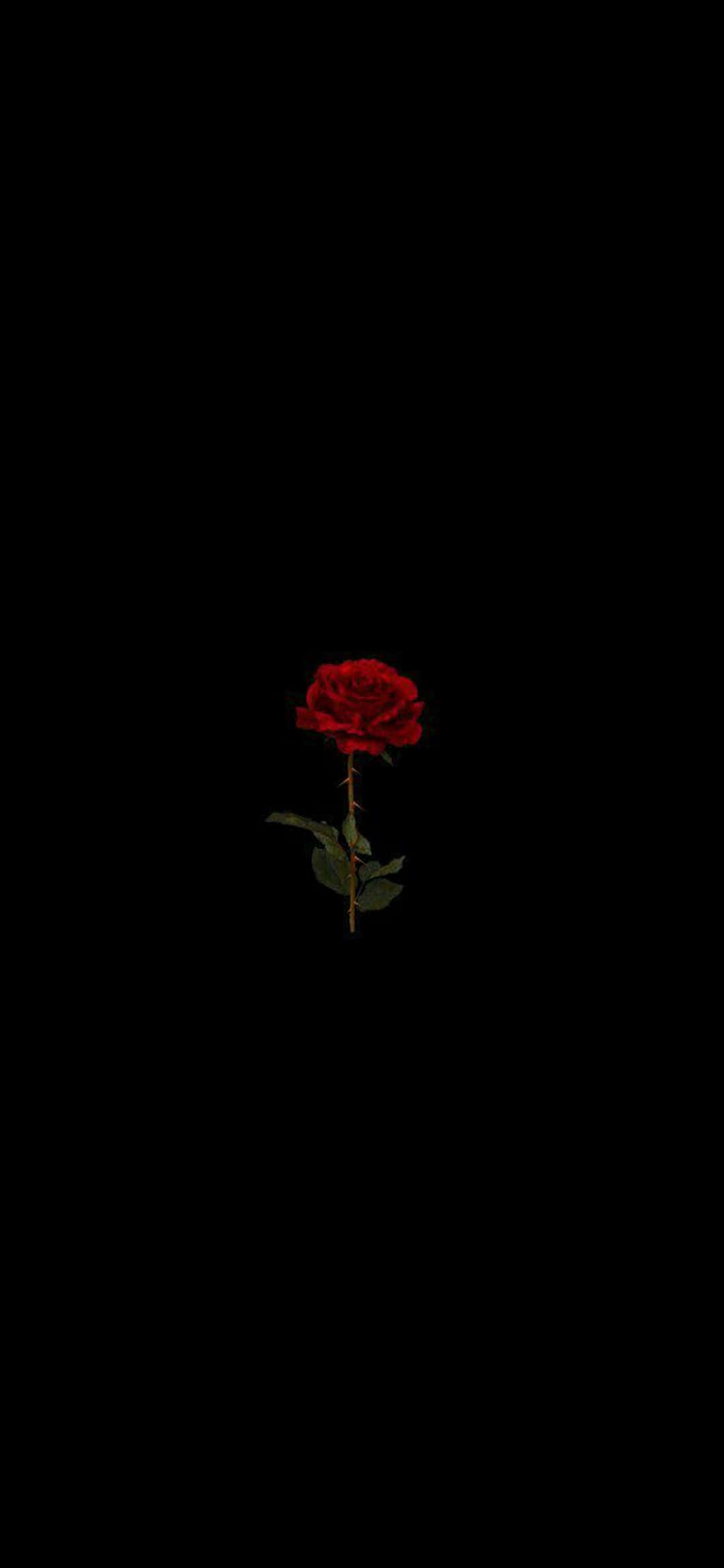 Fondo Rosa Roja Pixel 3XL AMOLED Fondos de pantalla
