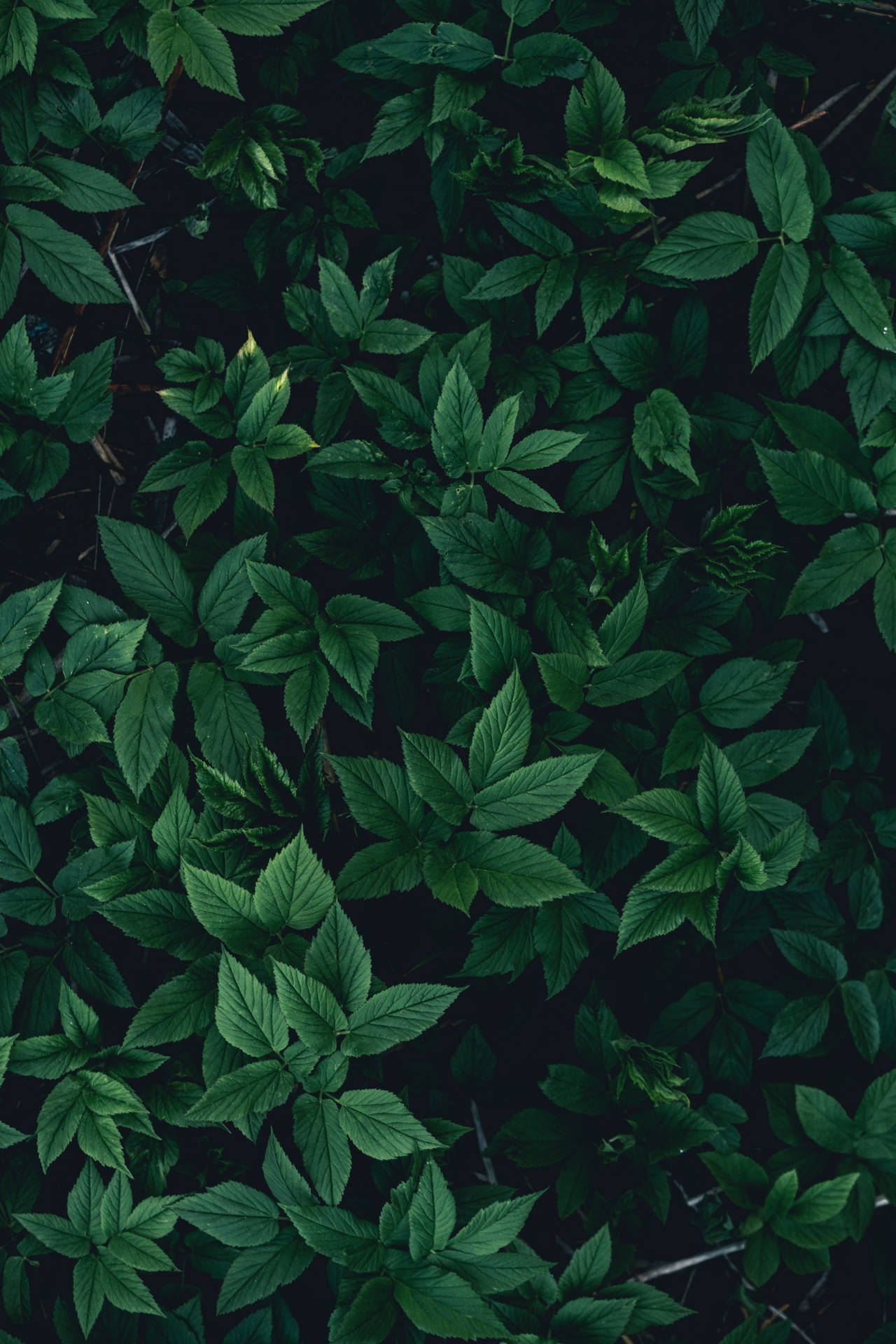 Fondo verde de hojas de plantas para iPhone Fondos de pantalla
