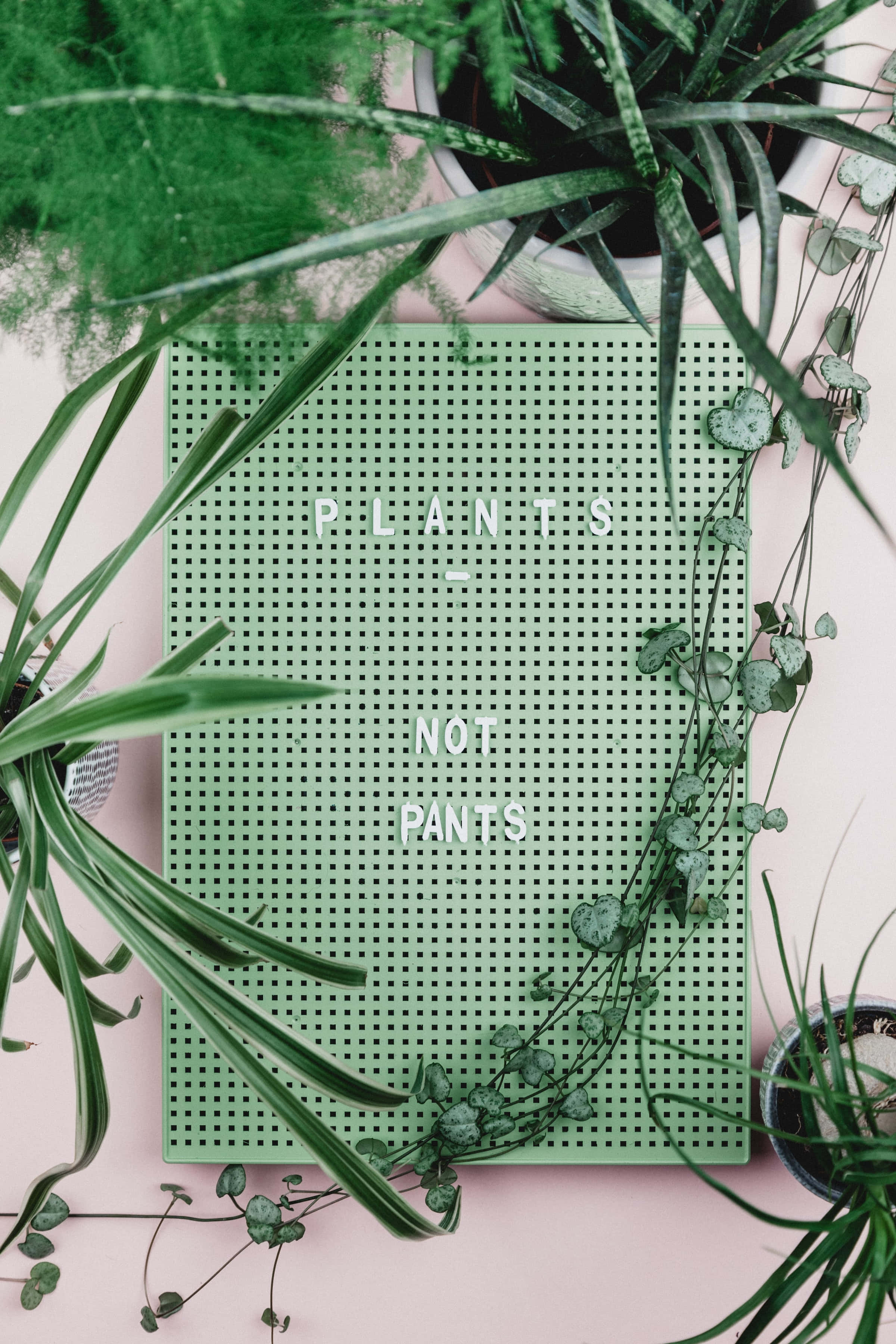Fondo Verde Estético de Plantas y Tablero de Siembra Fondos de pantalla