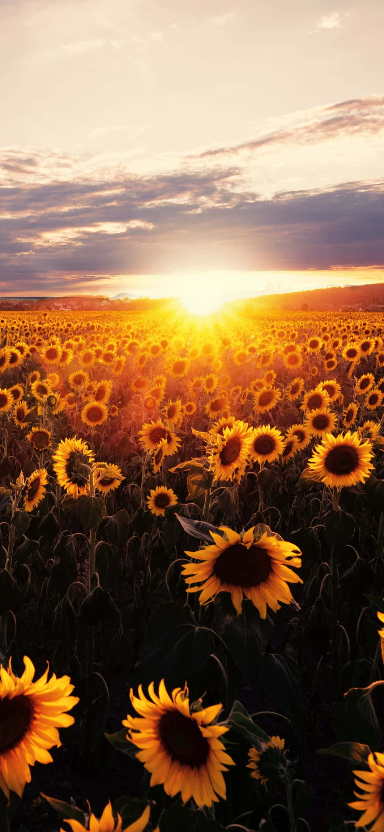 Fondo vibrante de girasoles en flor Fondos de pantalla