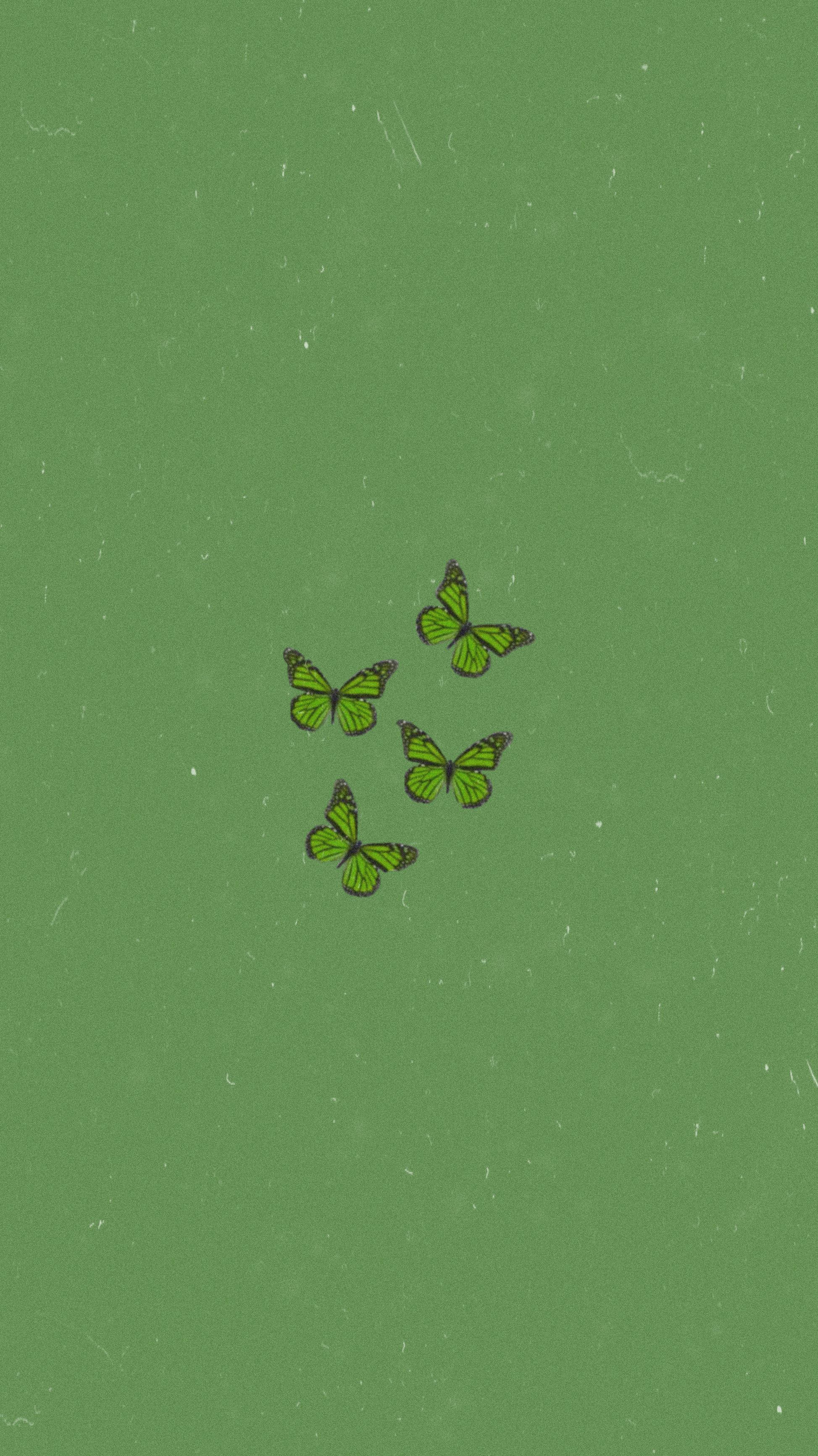 Fondos de iPhone Mariposas Verde Salvia Fondos de pantalla