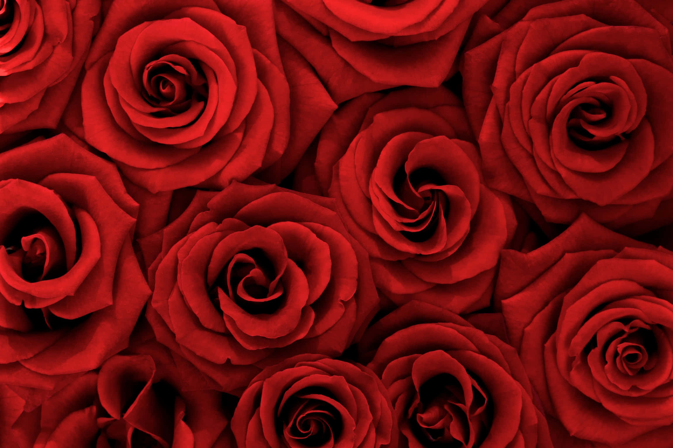 fondos de pantalla de rosas rojas - fondos de escritorio Fondos de pantalla