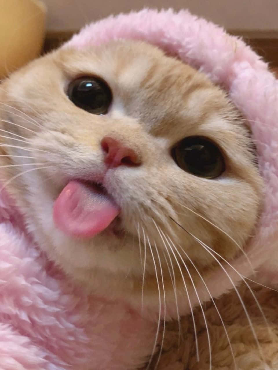 Fondos de pantalla Gato Estético Fondos de pantalla